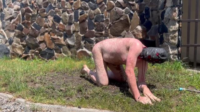 Washing a dirty pig and use him on the ground -  00002