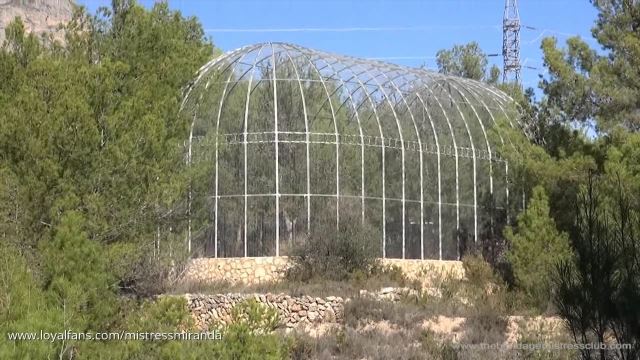 Mistress Miranda - Tree Exhibits 00000 Tree Exhibits - Mistress Miranda 00000